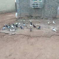 شوش عبدالخان سده شاوور اهودشت|پرنده|کرخه, |دیوار