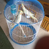 عروس هلندی