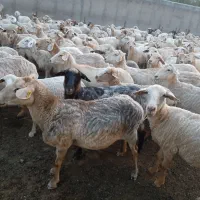 استخدام نیروی کار جهت انجام کار دامداری کلور