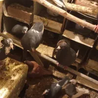 ۷یا۹جفت پلنگ چندجفت کلاغ یک جفت سینیهمه باهم