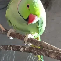 ملنگو|پرنده|نیشابور, گنبد سبز|دیوار