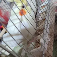 یک جفت عروس هلندی لوتینو