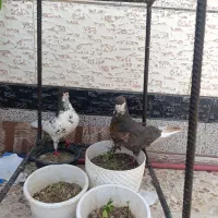 معاوضه