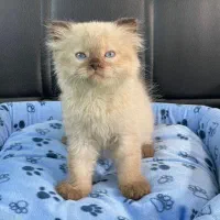 گربه پرشن  هیمالین|گربه|رشت, لاکانی|دیوار