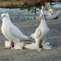 جفت کبوتر لوتی|پرنده|اهر, |دیوار