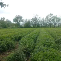فروش-زمین-باغی-باغ-چای