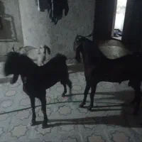 تروشت یکسال مری هیکلی