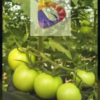 گلخانه ۱۸۶۴۶متر واقع در مرند قابل معاوضه|فروش دفتر صنعتی، کشاورزی، تجاری|مرند, |دیوار