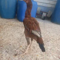 جوجه مرغ اصیل