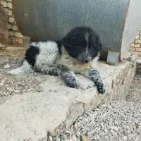 سگ قهدریجانی