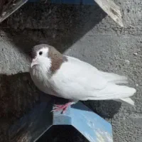 کبوتر رنگی و پلاکی قره|پرنده|شنبه و طسوج, |دیوار