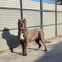 کنکورسو|سگ|بومهن, |دیوار