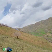 باغ انگور روستای بالک