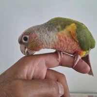 طوطی گرنچیک|پرنده|کرج, باغستان|دیوار