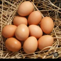 تخم مرغ محلی تازه