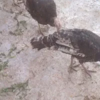 بوقلمون شهرستانی