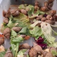 حلزون مخصوص پوست صورت