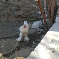 مرغ خروس برهما قشنگ|حیوانات مزرعه|سراوان, |دیوار