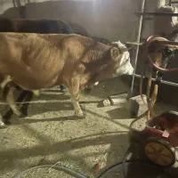 ۲ راس گوساله نر سمینتال|حیوانات مزرعه|کرمان, |دیوار