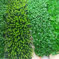 نیازمند فروشنده سبزی در مغازه