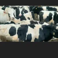 فروش گوساله قطع شیر بنیاد کنگاور