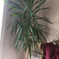 گلهای آپارتمانی