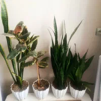 گل آپاردمانی سانسوریا،فیکوس،
