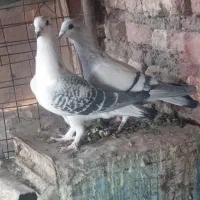 جفت بدرنگ|پرنده|بردسیر, |دیوار