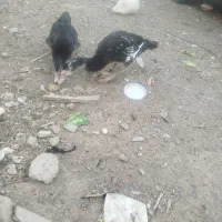 اردک خارجی