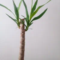 2عدد درختچه یوکا تنه درختی درختچه آمستر یا آمستل
