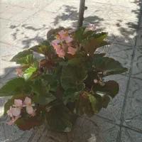 گلهای جوان و شاداب