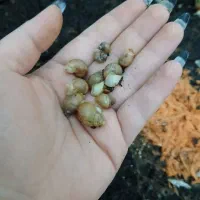 ۵تاحلزون آچاتینا با باکس+۱۰تا جوجه حلزون رایگان|خزنده|فردیس, شهرک ناز|دیوار