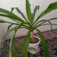 دو عدد گلدان برگ موزی