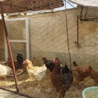 فروش چند عدد مرغ و یک عدد خروس