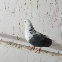 کفتر|پرنده|قم, ولیعصر|دیوار