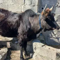 گاو شکم دار|حیوانات مزرعه|رشت, یخسازی|دیوار