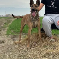 یک قلاده سگ مالینویز وارداتی