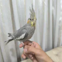 عروس هلندی شیطون|پرنده|شوش, |دیوار