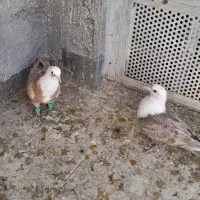 همه ارتیس بلوار جمهوری|پرنده|نیشابور, ناسیونال|دیوار