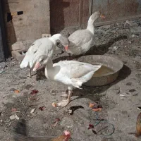 غاز|حیوانات مزرعه|اهواز, چنیبه پایین|دیوار