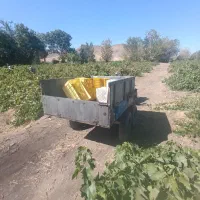 خریدار انگور تناژ