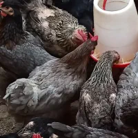 تخم مرغ نطفه‌دار نژاد لوهمن، لهستانی، آیسبار،سلطان|حیوانات مزرعه|فردیس, فردیس|دیوار