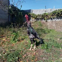 تخم نطفه دار لاری اوشامو وارداتی|حیوانات مزرعه|مشهد, شهید قربانی|دیوار