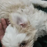 دو تا سگ شیتزو خوشگل و بازی خوش. بی صدا|سگ|بیرجند, |دیوار