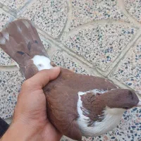 کبوتر اصفهانی|پرنده|کوهدشت, |دیوار