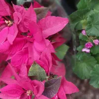 گل به مناسبت روز مادر