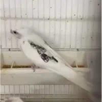 عروس هلندی جفت نروماده آلبینو دوکت پروانه مشکی