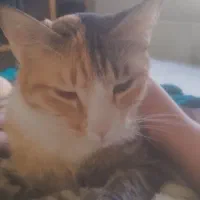 نگهداری موقت از سگ وگربه