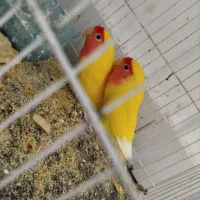 طوطی کوتوله