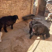 فروش سه عدد بره ته کم سن و سال تخمی|حیوانات مزرعه|خانمیرزا, |دیوار